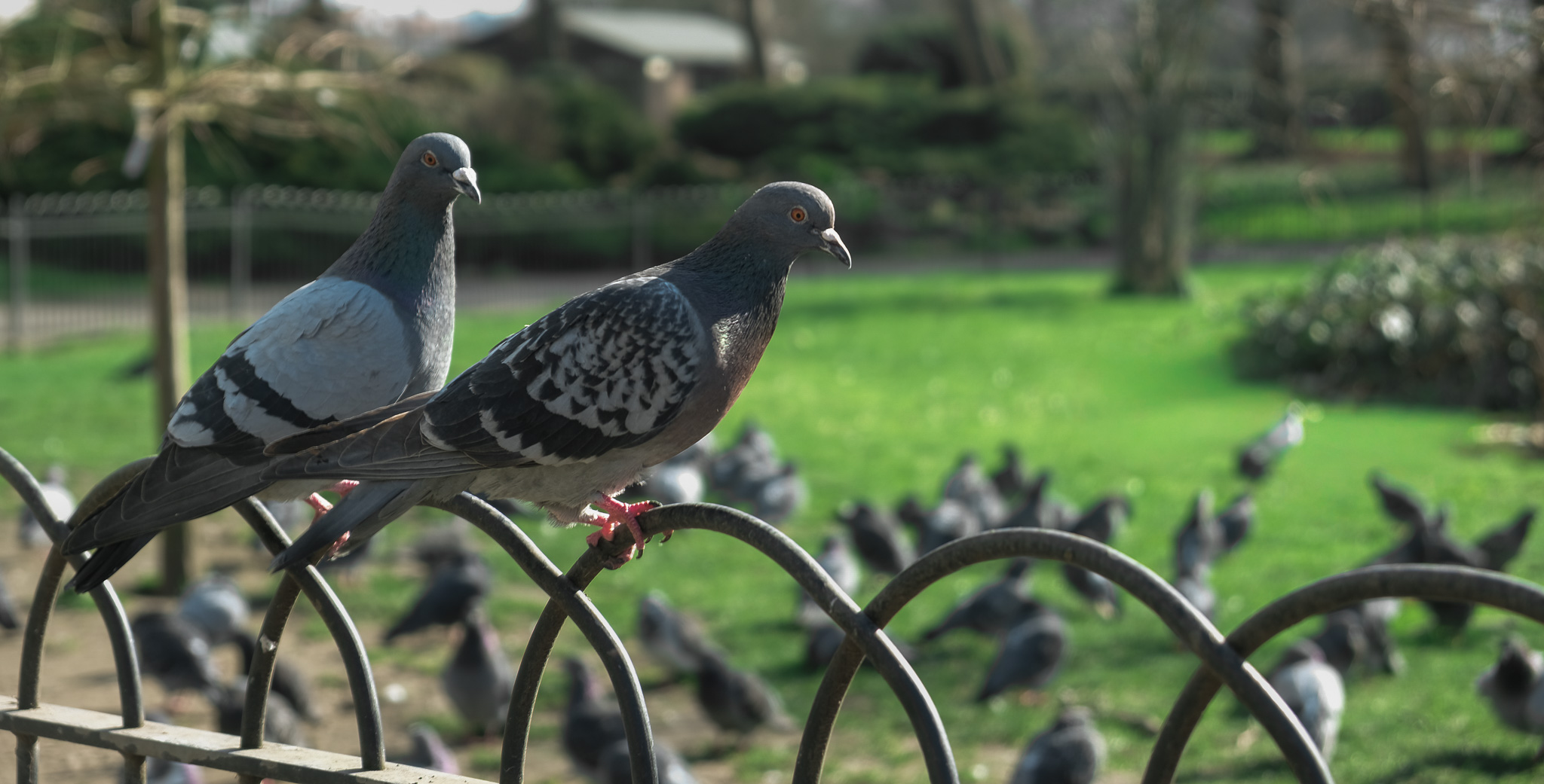 Pigeons in a park, photographed by Advance Lance